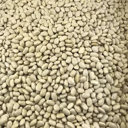 [HARICOTS_BL] Haricots Blancs Bio (100g) – Fondants & Généreux